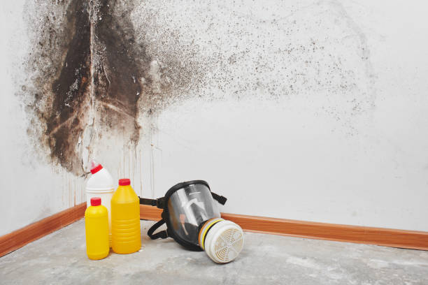 Daleville, VA Mold Removal Company