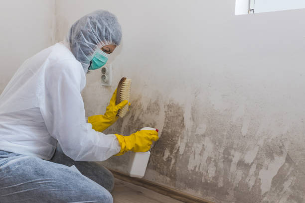 Best Professional Mold Removal  in Daleville, VA