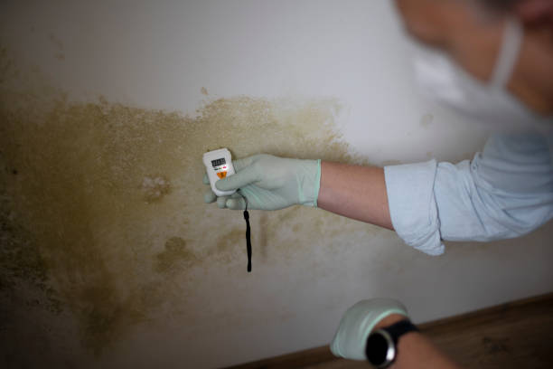 Best Residential Mold Removal  in Daleville, VA