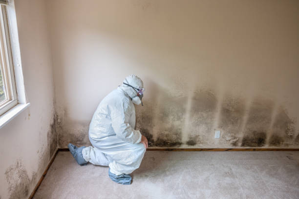 Best Mold Testing  in Daleville, VA