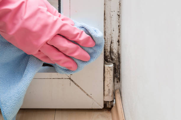 Best Black Mold Removal  in Daleville, VA